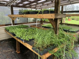 FALL & WINTER VEGGIE STARTER PLANTS