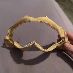 Real shark jaw