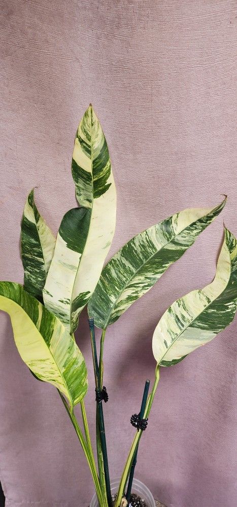Epipremnum I Variegated