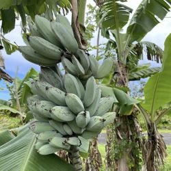 Blue Java Banana Trees