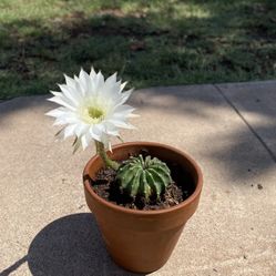 Echinopsis Subdenudata Cactus Plant 