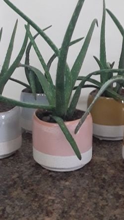 Aloe Vera Potted Plants 51/2" Pots 10" Plants