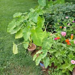 Elephant Ears