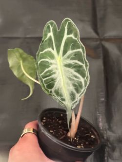 Alocasia venom live plant