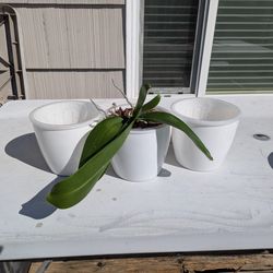 The plastic orchid planters one has an orchid