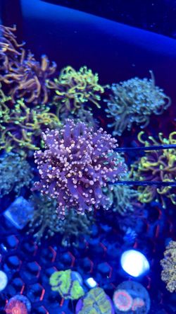 octospawn/frogspawn coral fake