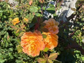 Strike it rich rose