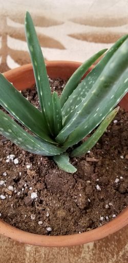 Aloe vera Healthy and best air purifying house plant in the new pot