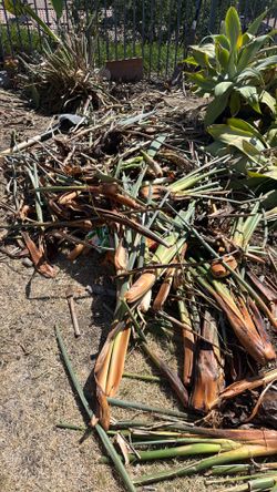 Bird of Paradise Roots Plants