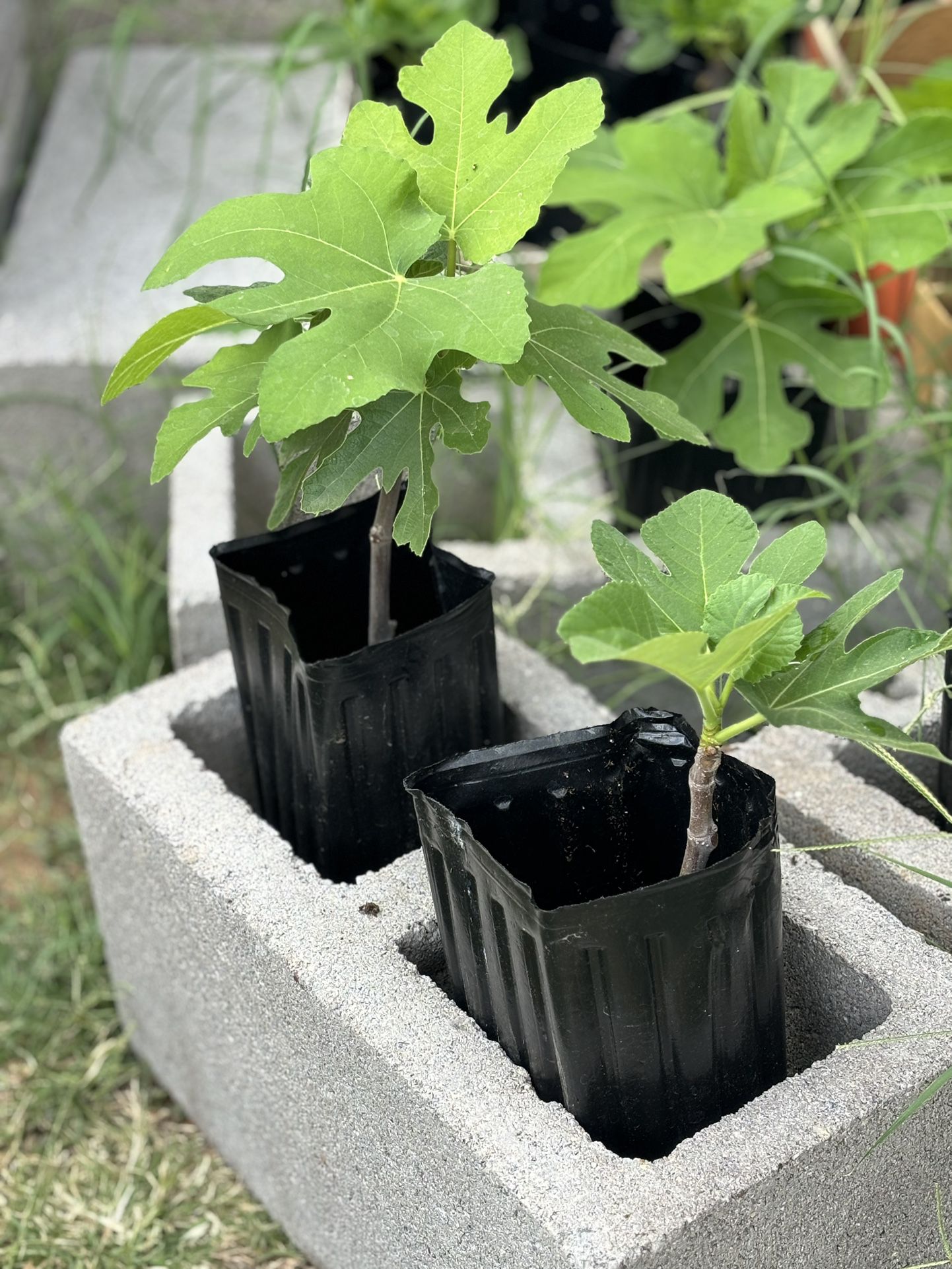 Fig Plants - 3 Left - $10 apiece