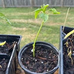 Bell Pepper And Tomato Plant 