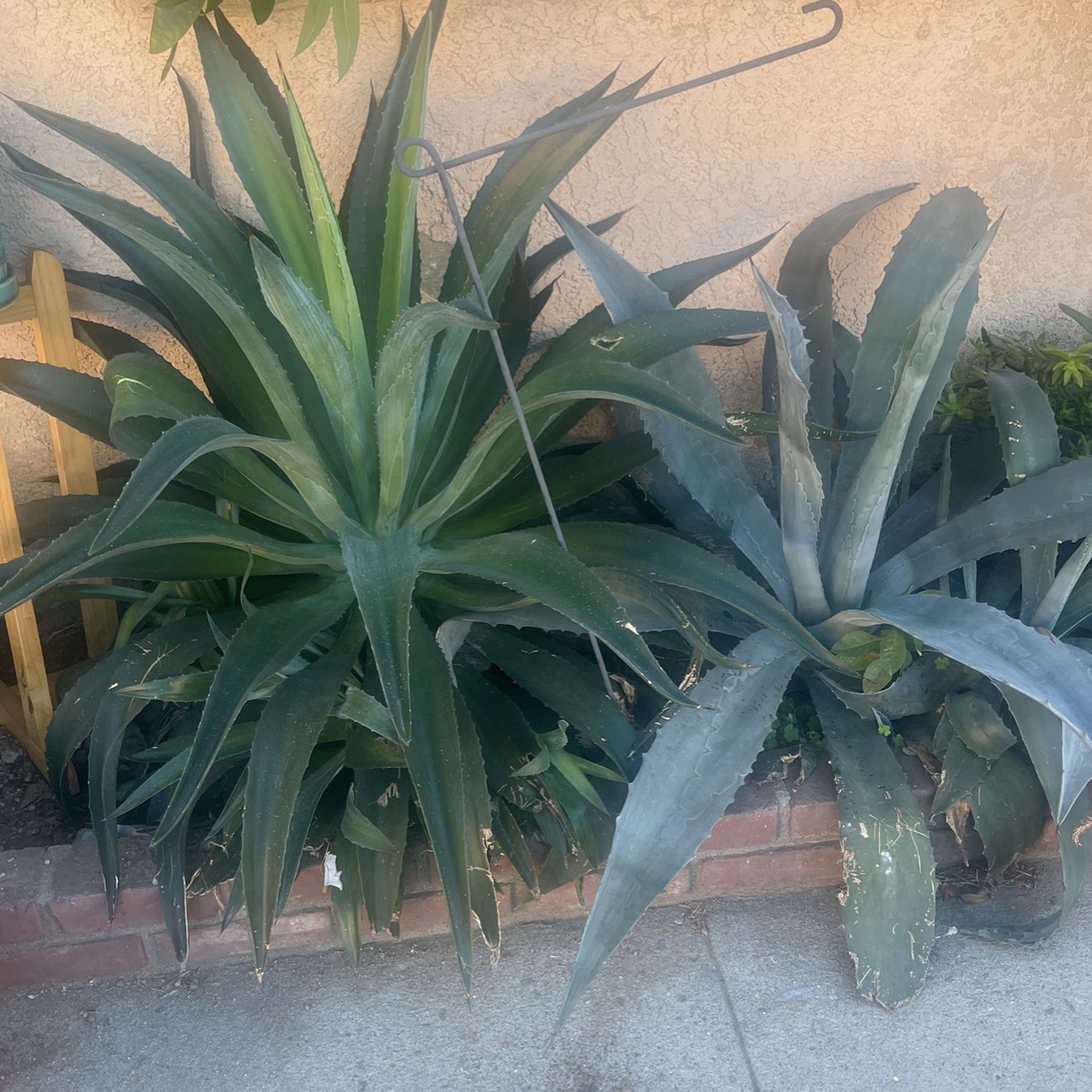 Agave Plants