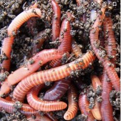 Red Composting Worms 50