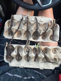 Comfrey Roots