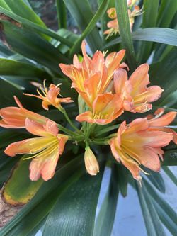 Clivia Orange Flower