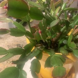 Christmas Cactus