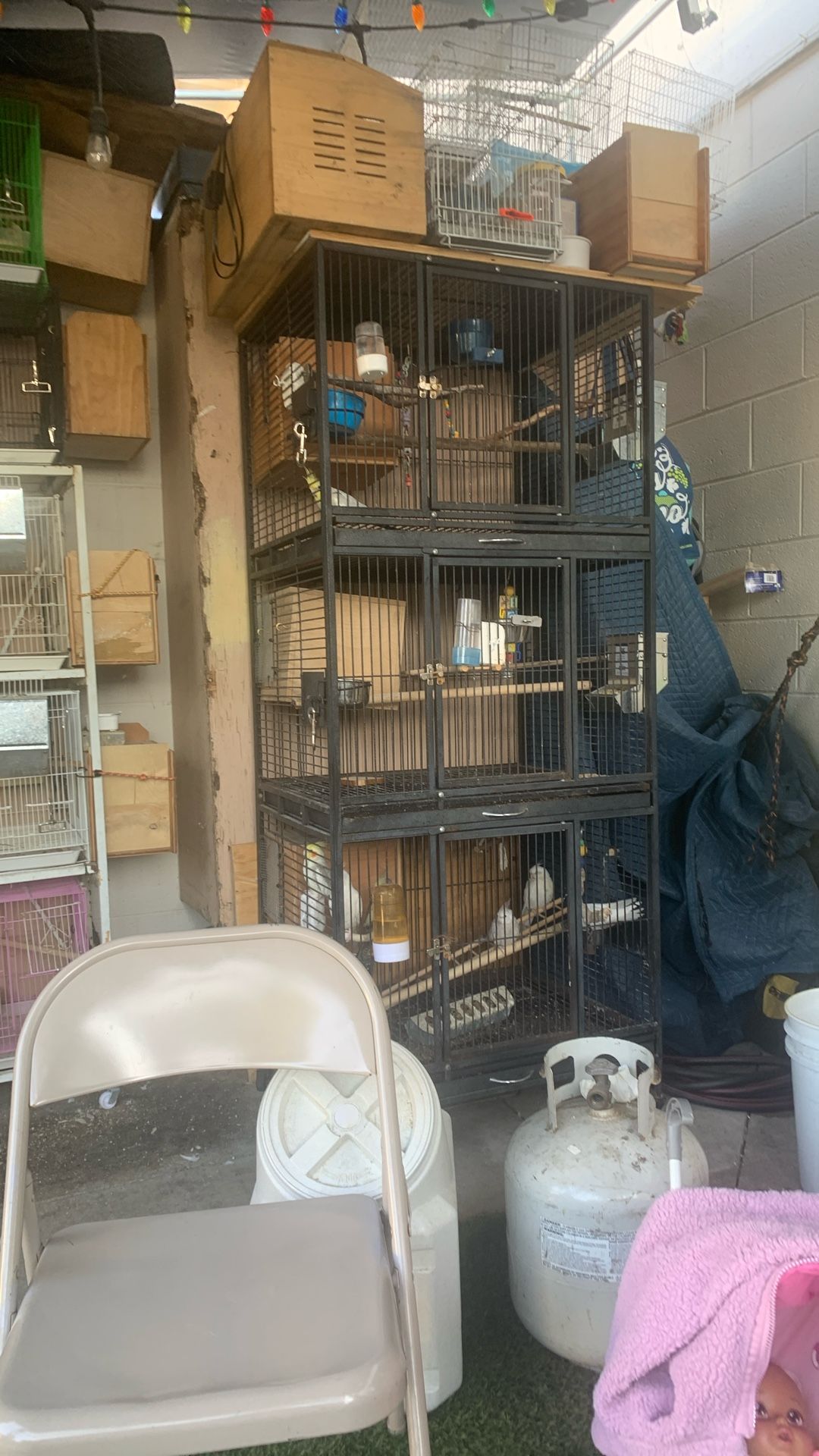 Bird Cage