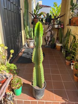 Large Potted Euphorbia Cactus
