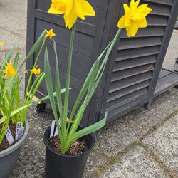 Medium Plastic Pot With Golden Ducat Daffodiles 