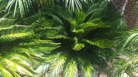 Sago Palms.