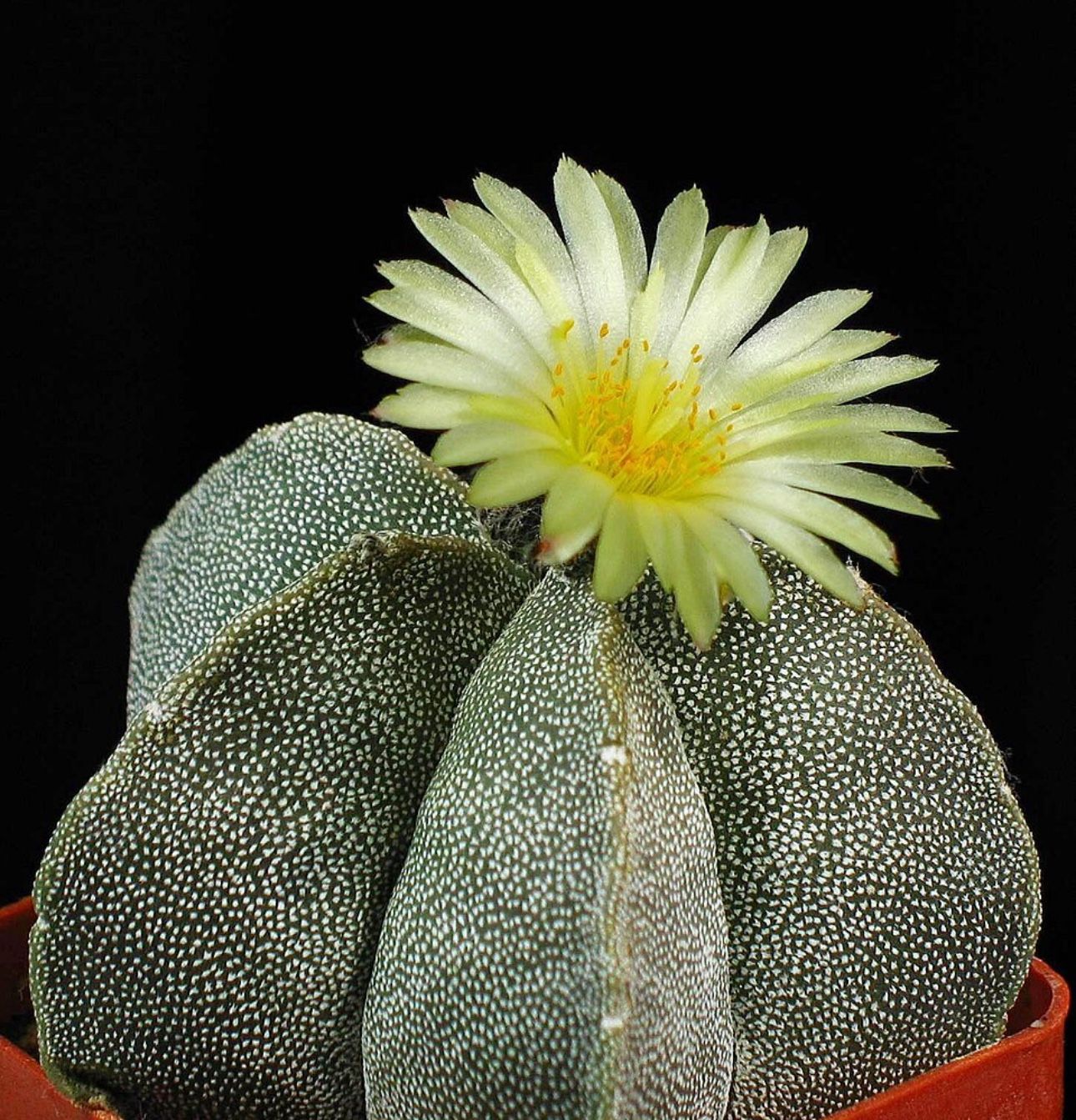Bishops Cap Cactus π΅πͺ΄πΌ