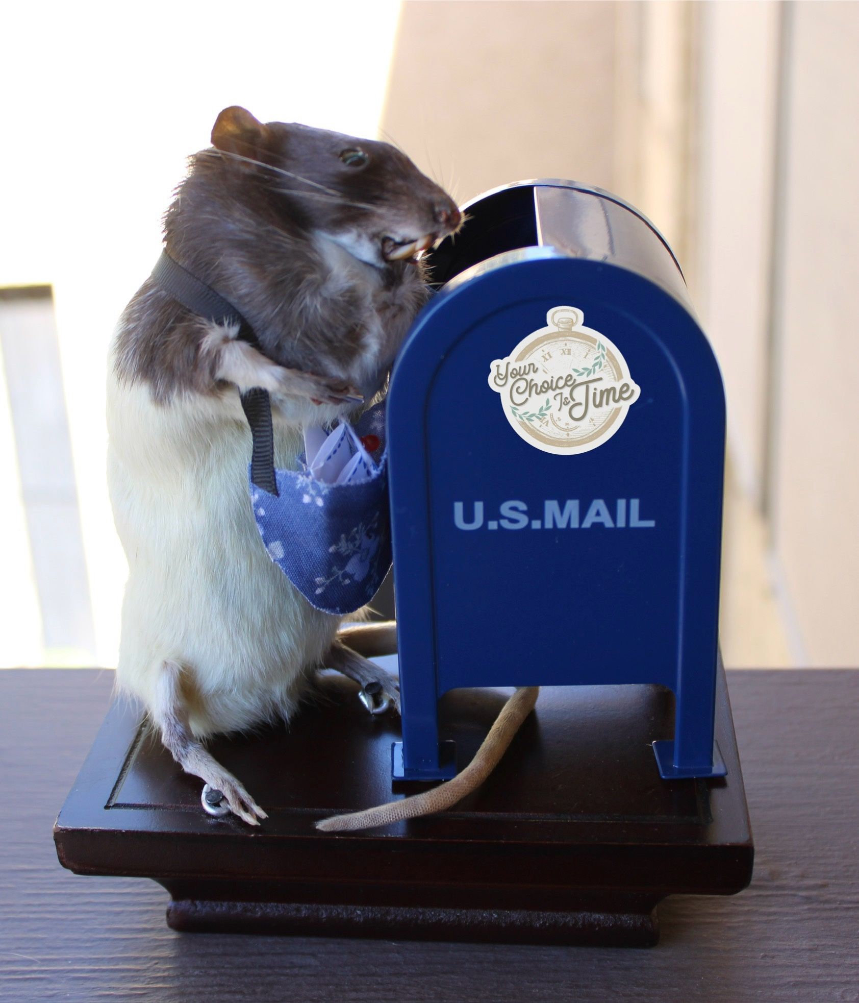 Taxidermy mail rat