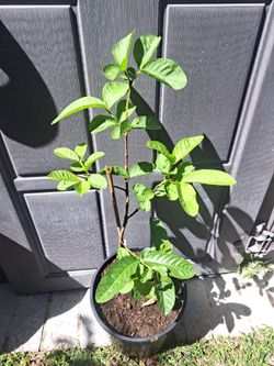 Arbolito De Guayaba