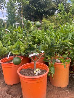 5 Gallon Size- Tangerine Trees- Orange Trees- Lemon Trees- Lime Trees-