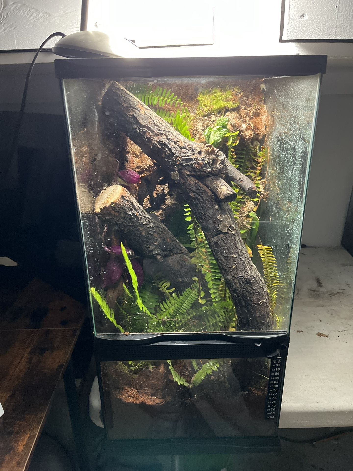 12x12x24 Bioactive Terrarium