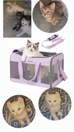 Kitten cat travel bag