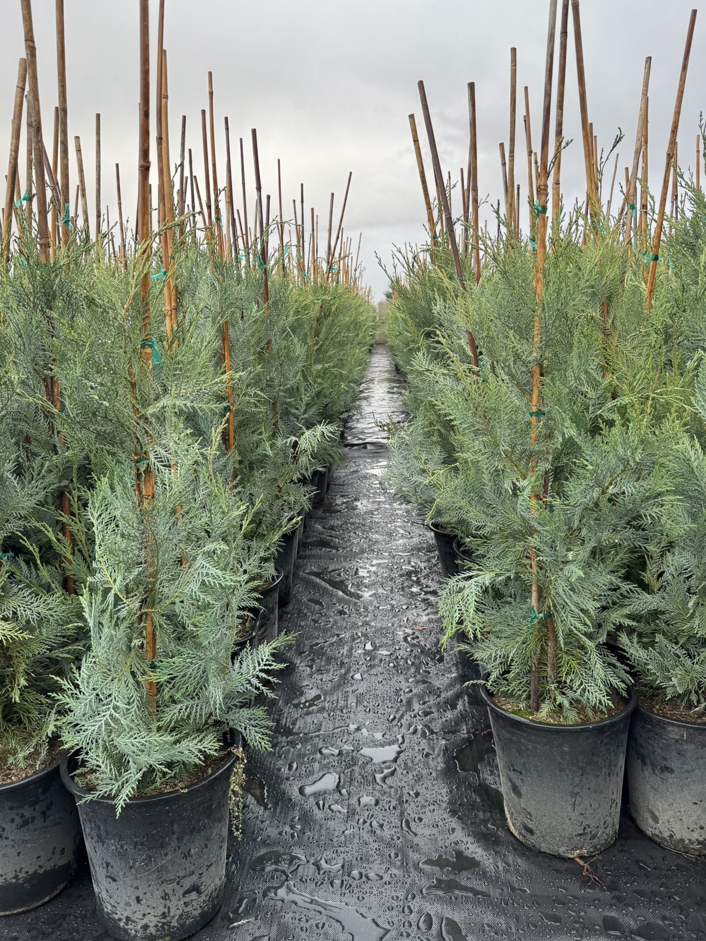 Leyland Cypress Trees
