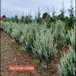 Skyrocket Juniper