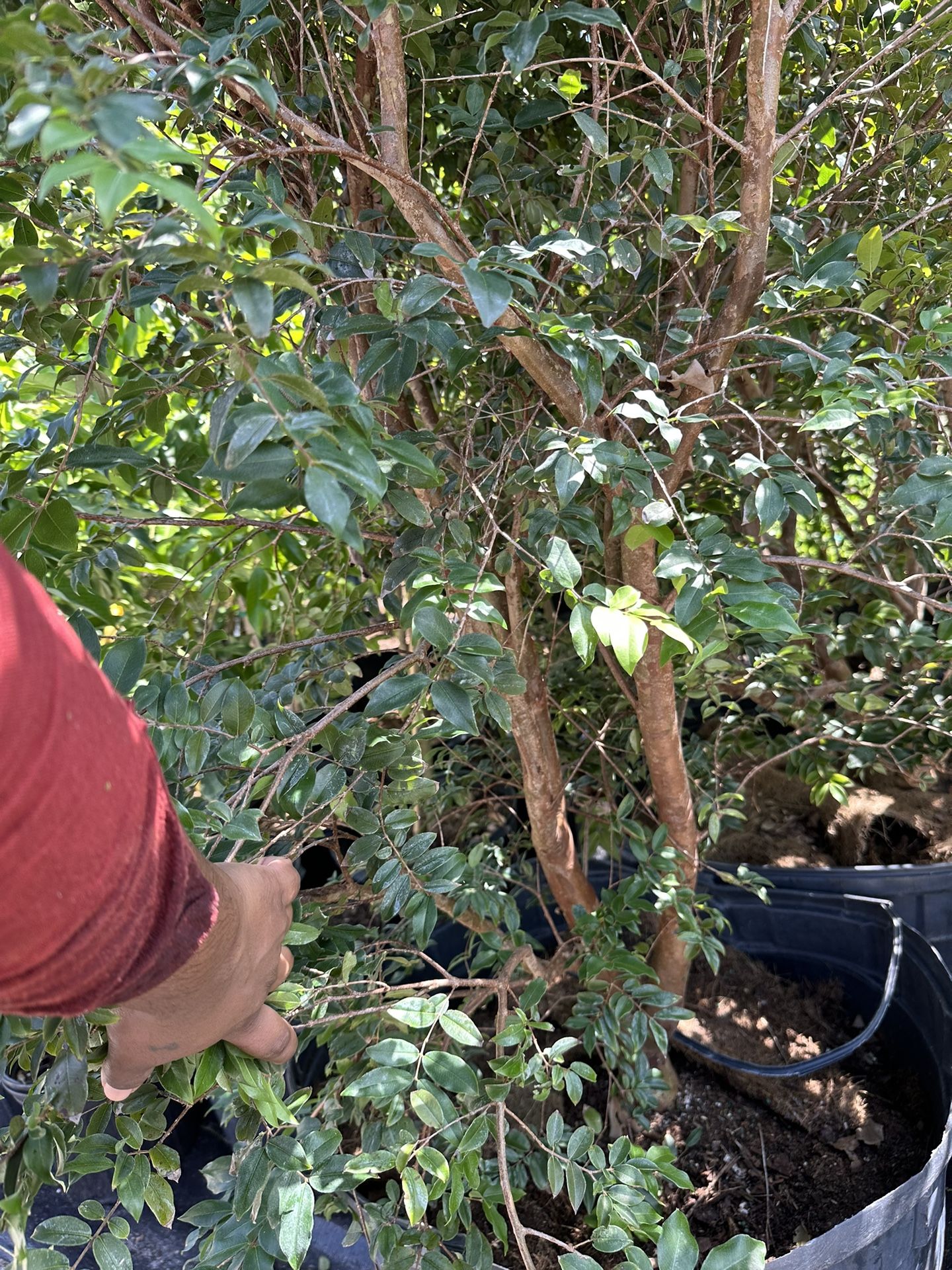 Sabara Jaboticaba Tree