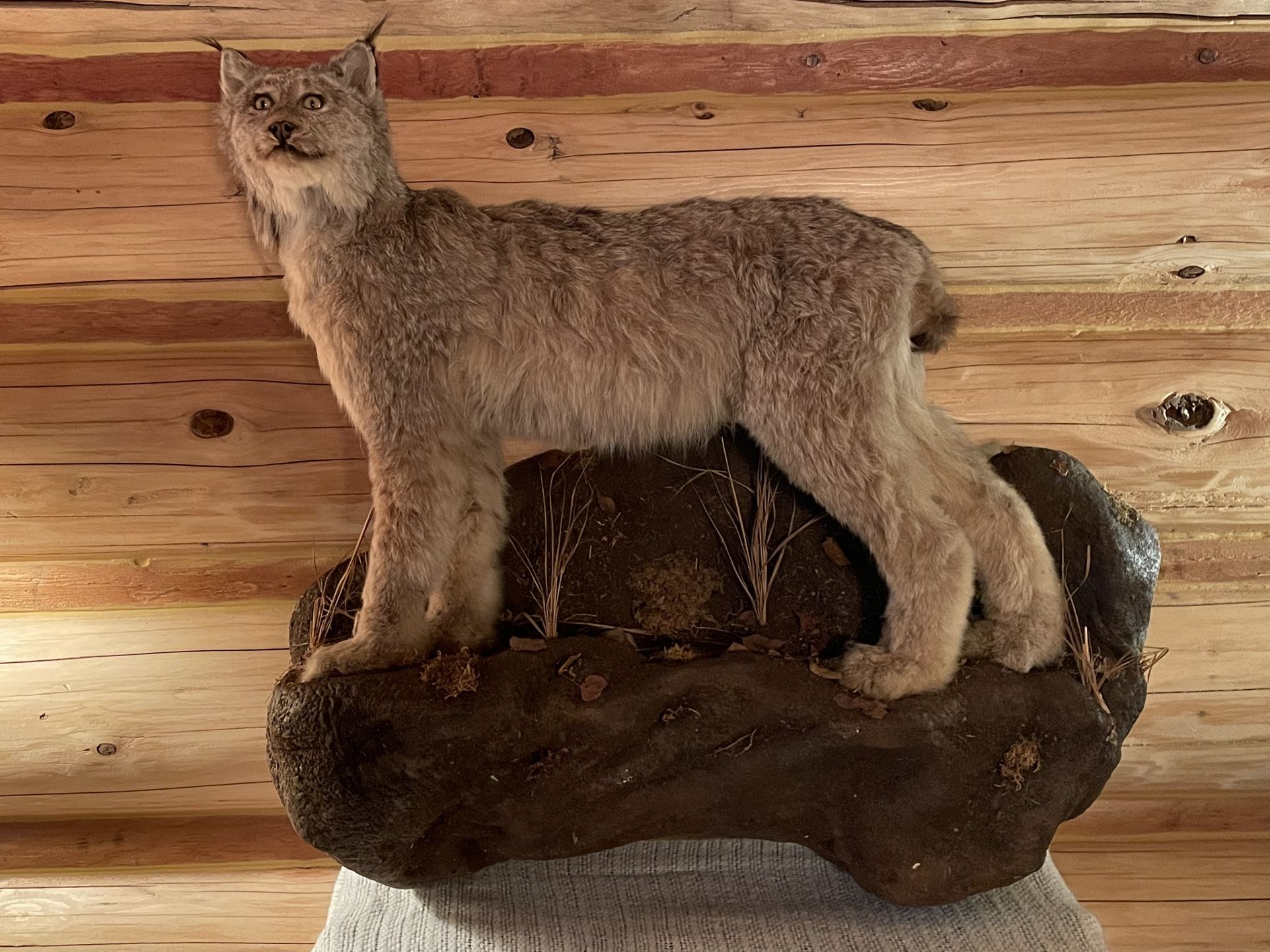 Taxidermy Canadian Lynx