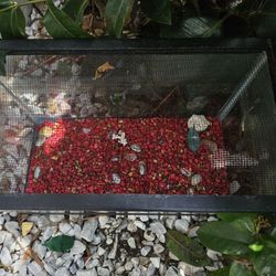 10 GALLON FISH/PET TANK WITH TOP PLUS