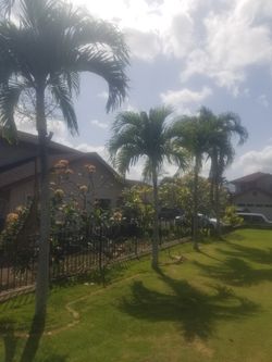 Manila Palm Trees  5 Total 12-15 Feet Tall. 