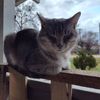 Rex