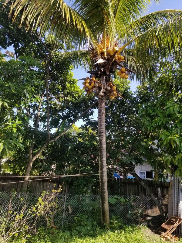 Coconut tree for sale. for Sale in North Miami, FL OfferUp