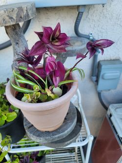 3-1 ORGANIC SPIDER PLANT/PURPLE WANDERING JEW/SWEDISH IVY PLANTS.