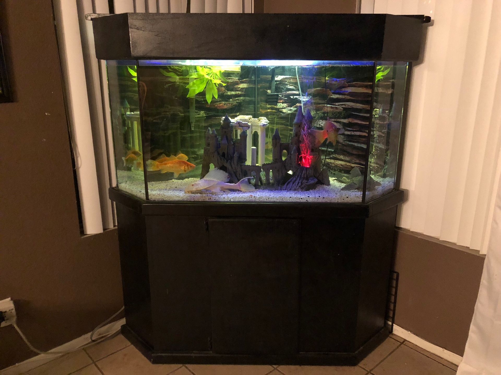 Gorgeous 125 gallon corner fish tank aquarium