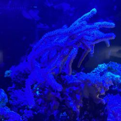 Saltwater Fish tank aquarium coral reef