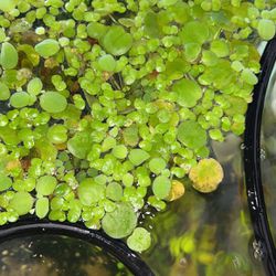 Aquarium Plants ( Floating Freshwater ) 