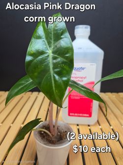 Alocasia Pink Dragon
