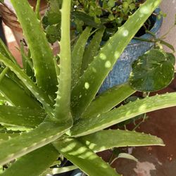 Aloe Vera Plant/ Keikis Too 