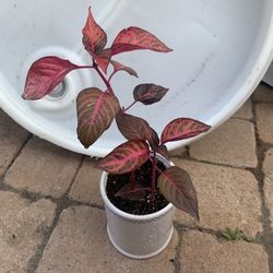 Blood Plants Color Red