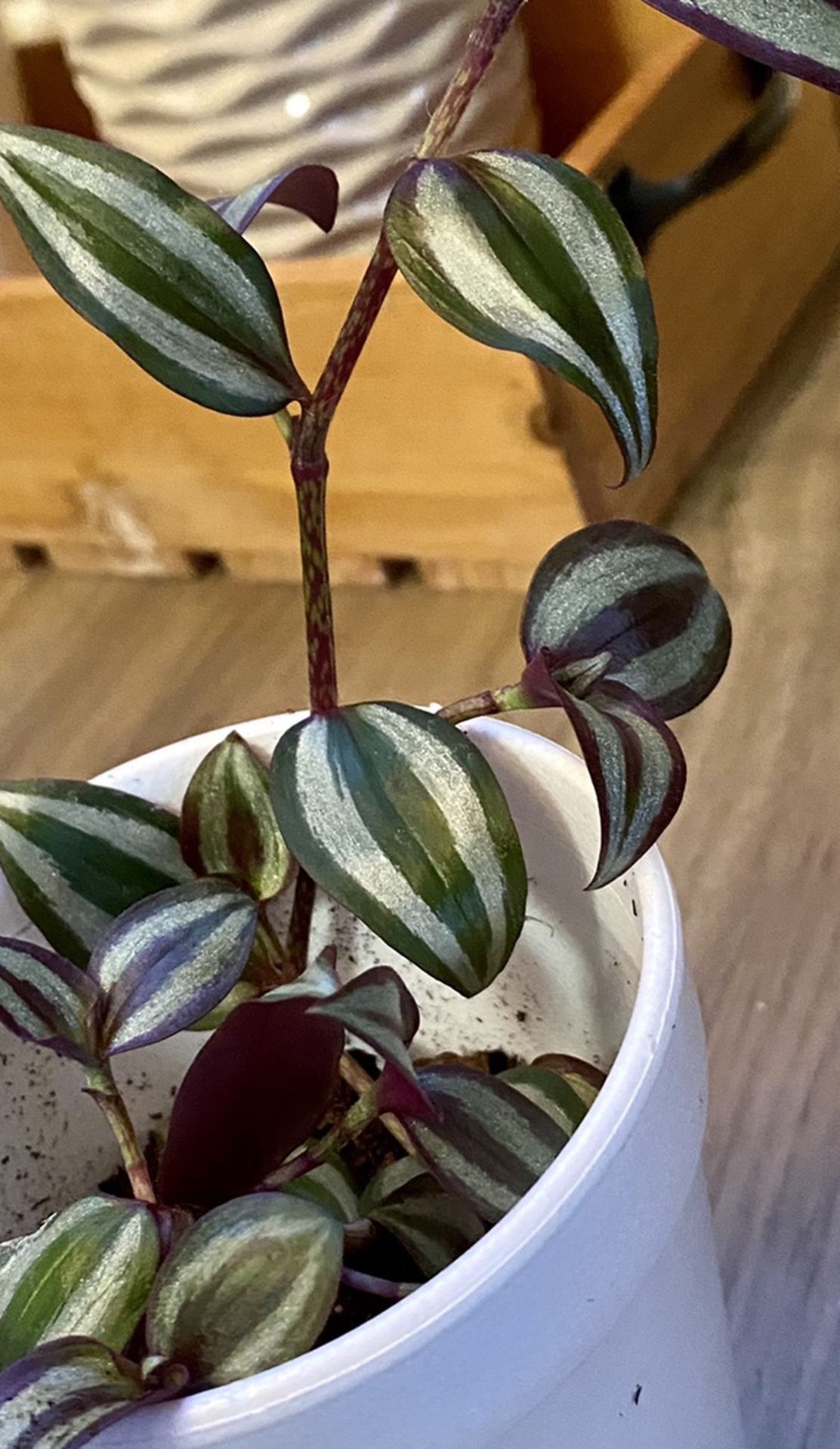Purple Wandering Jew Indoor Plant