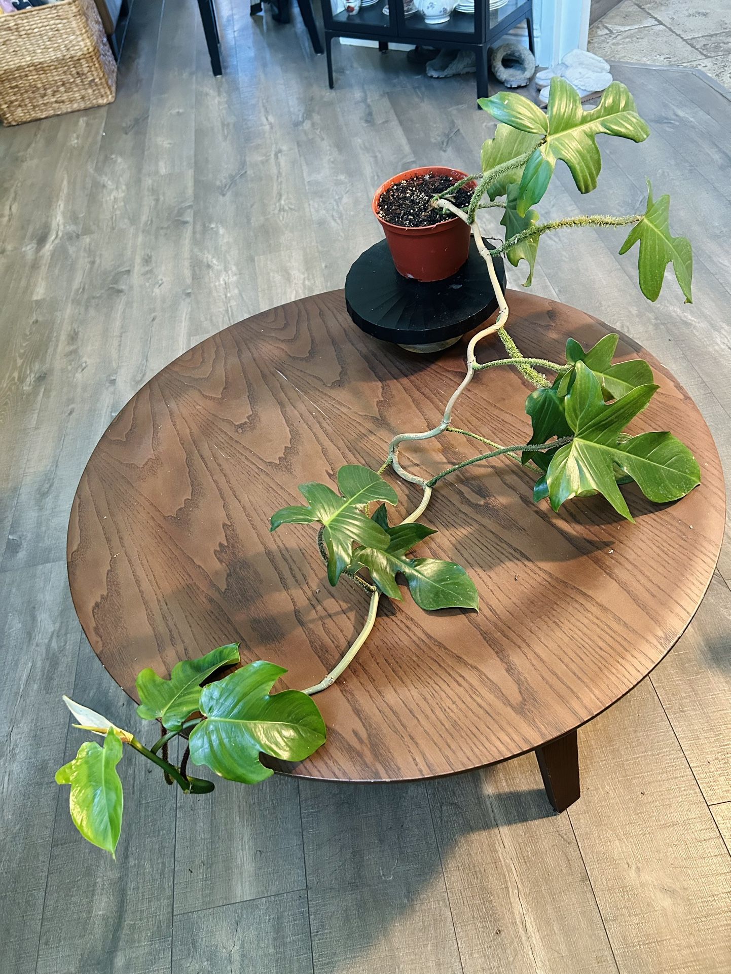 Philodendron Squamiferum Large Uncommon Houseplant