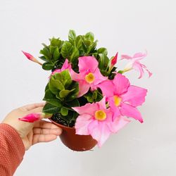 Plants (6”pot🌸Pink Mandevilla )