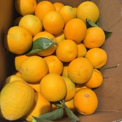 Organic Yummy Sweet Oranges 🍊 