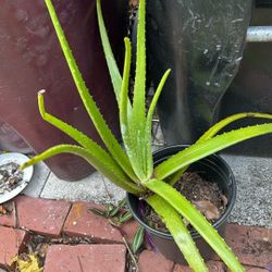 Aloe Vera Plant 